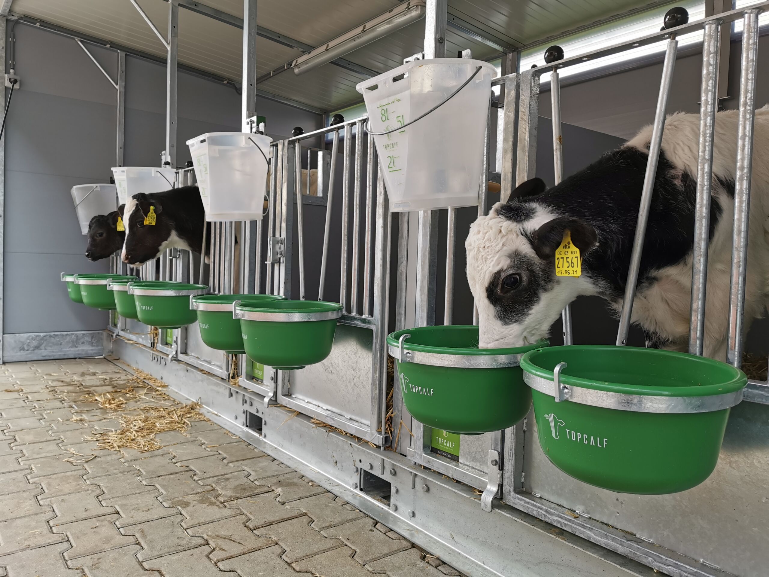 Topcalf – alt til kalven