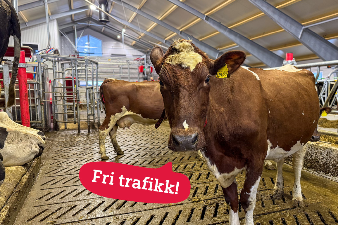 Fri kutrafikk: Suksessformelen for moderne melkekufjøs
