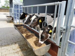 e282e1d0-6c83-4b9b-a0ae-084efcc53bbb Topcalf, kalveinnredning