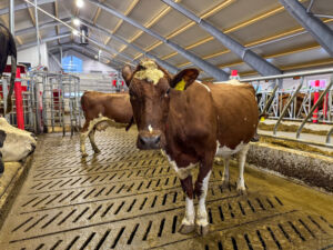 Melkeku i løsdriftsfjøset på Hompland gard, Tonstad februar 2025