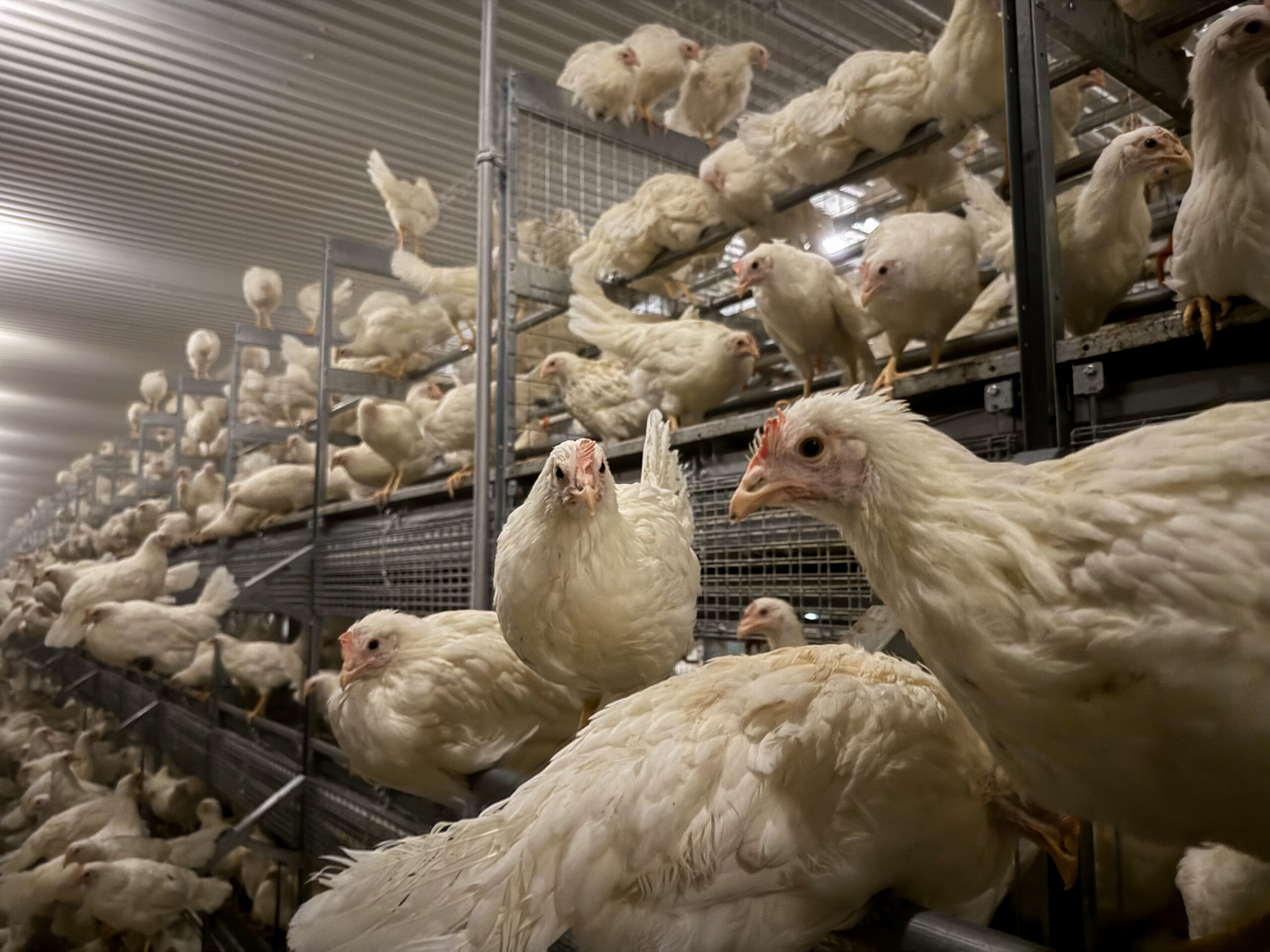 Stjørdal Hønseri bygger fremtidens hønseoppdrett