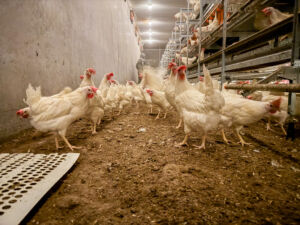 Brekka gård, Vassbygda i Stjørdal. Mars 2025