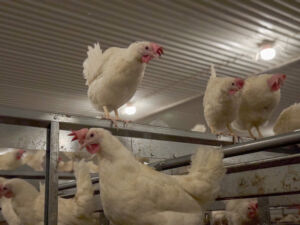 Brekka gård, Vassbygda i Stjørdal. Mars 2025