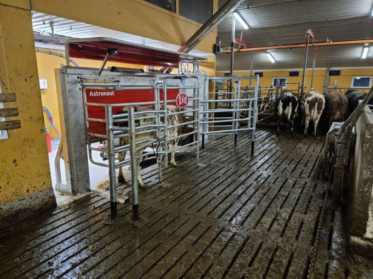 Ny Lely A5 melkerobot i Vang i Valdres Ny Lely A5 melkerobot i Vang i Valdres