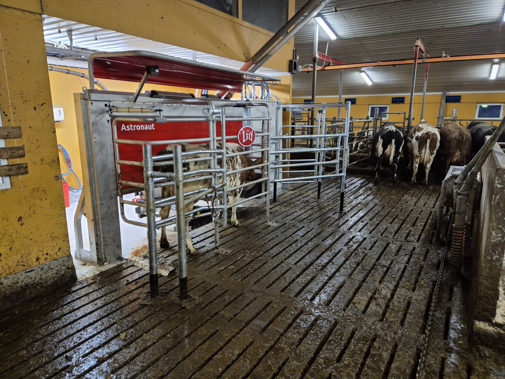 Ny Lely A5 melkerobot i Vang i Valdres