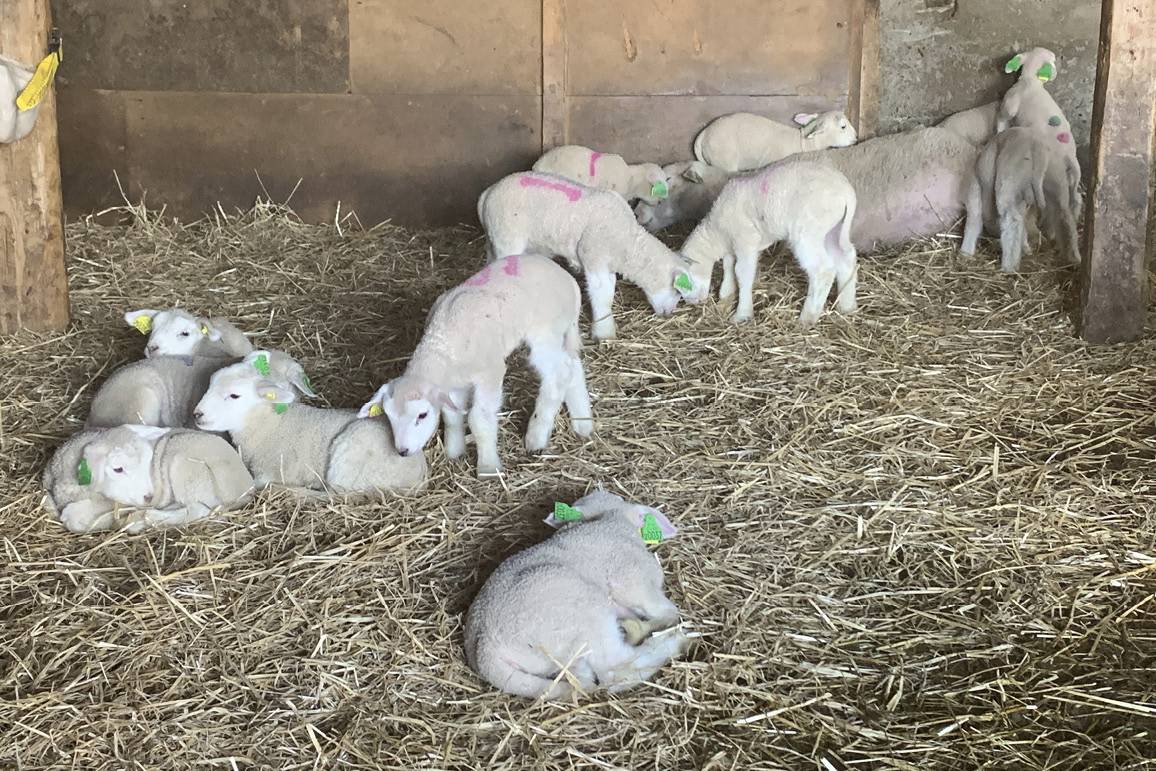 Lamming, vårens vakreste eventyr