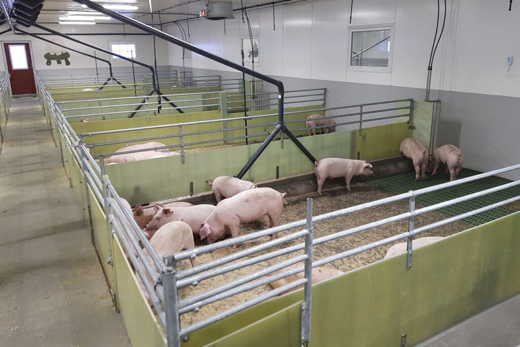 Faglig tyngde og nettverksbygging i svinenæringa Faglig tyngde og nettverksbygging i svinenæringa