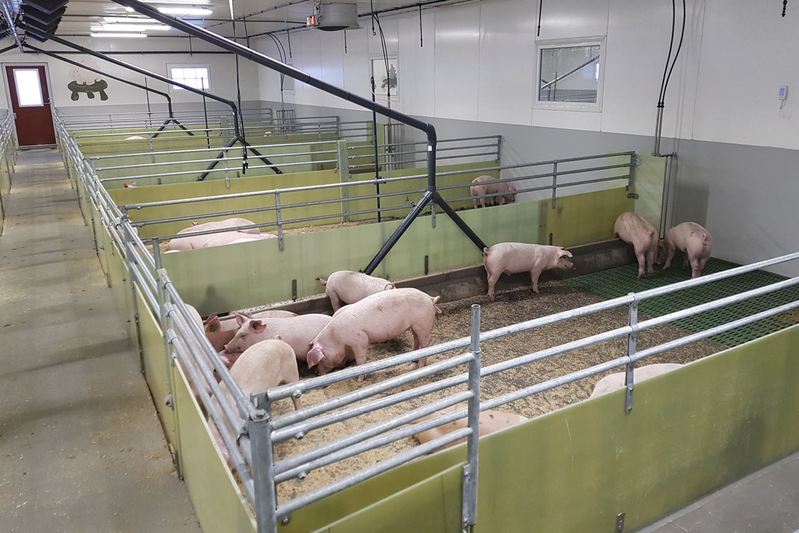 Faglig tyngde og nettverksbygging i svinenæringa