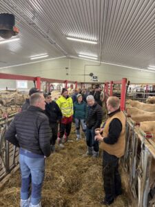 Ammekufjøs hos Elisabeth Espeseth Vorkinn og Hænrik Einbu Vorkinn på Søre Holen Gård, Lora i Lesja. April 2025