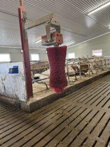 Agricow kubørste hos Elisabeth Espeseth Vorkinn og Hænrik Einbu Vorkinn på Søre Holen Gård, Lora i Lesja. April 2025