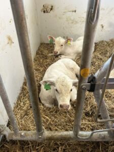 Ammekufjøs hos Elisabeth Espeseth Vorkinn og Hænrik Einbu Vorkinn på Søre Holen Gård, Lora i Lesja. April 2025