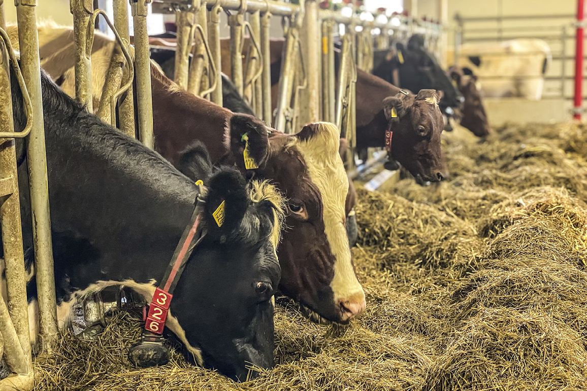 Sinkufôr – nøkkelen til suksess