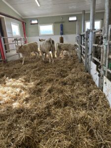 Ammekufjøs hos Elisabeth Espeseth Vorkinn og Hænrik Einbu Vorkinn på Søre Holen Gård, Lora i Lesja. April 2025