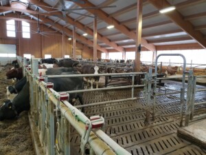 Helikoptervifter hos melkebonde Lars Lundem