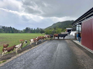 Åpent fjøs hos Åshild Vatne Drange og Johan Dag Drange, mai 2025