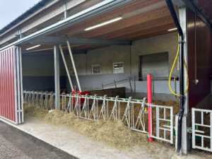 Åpent fjøs hos Åshild Vatne Drange og Johan Dag Drange, mai 2025