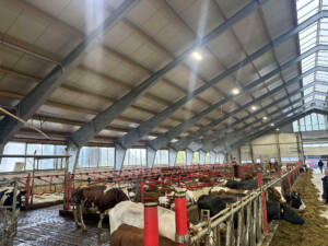 Åpent fjøs hos Åshild Vatne Drange og Johan Dag Drange, mai 2025