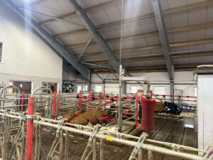 Åpent fjøs hos Åshild Vatne Drange og Johan Dag Drange, mai 2025