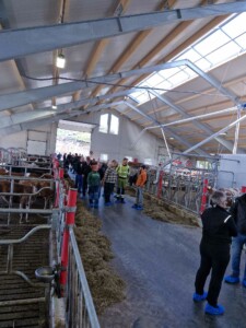 Fjøsåpning hos Tiril Jervidalo og Ole Rasmus Auestad i Noredalen på Sviland, mai 2025