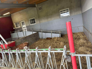 Åpent fjøs hos Åshild Vatne Drange og Johan Dag Drange, mai 2025