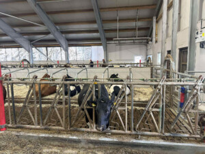 Åpent fjøs hos Åshild Vatne Drange og Johan Dag Drange, mai 2025