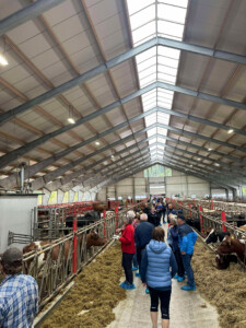 Åpent fjøs hos Åshild Vatne Drange og Johan Dag Drange, mai 2025