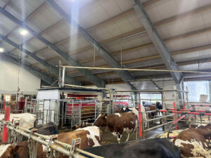 Åpent fjøs hos Åshild Vatne Drange og Johan Dag Drange, mai 2025