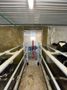 Ammekufjøs hos familien Steinsland i Bjerkreim, mai 2025