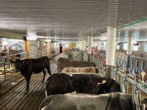 Ammekufjøs hos familien Steinsland i Bjerkreim, mai 2025