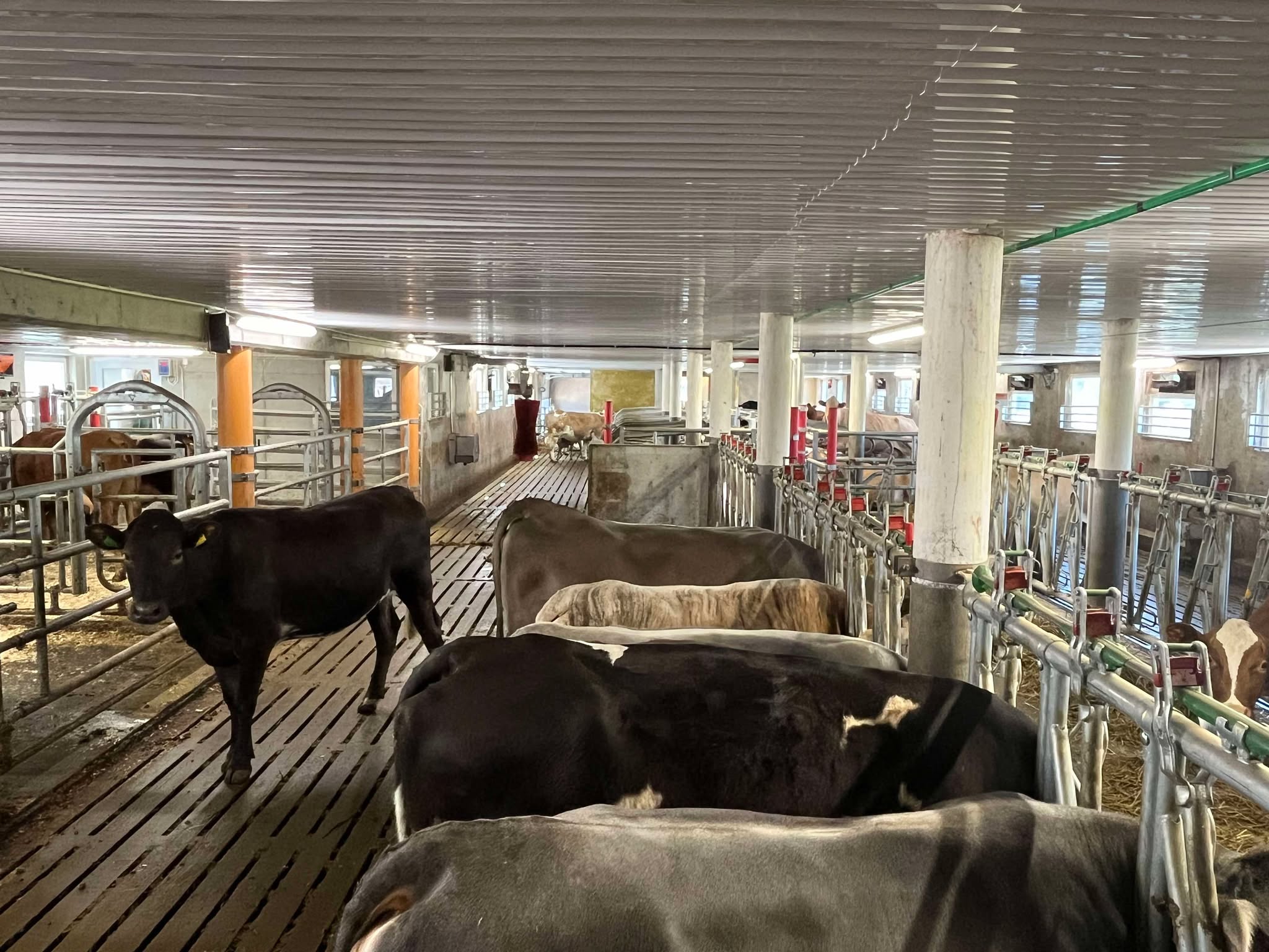Ammekufjøs hos familien Steinsland i Bjerkreim, mai 2025