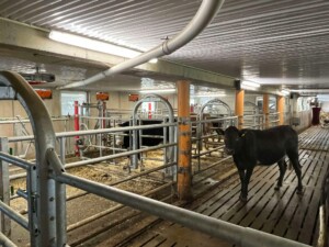 Ammekufjøs hos familien Steinsland i Bjerkreim, mai 2025