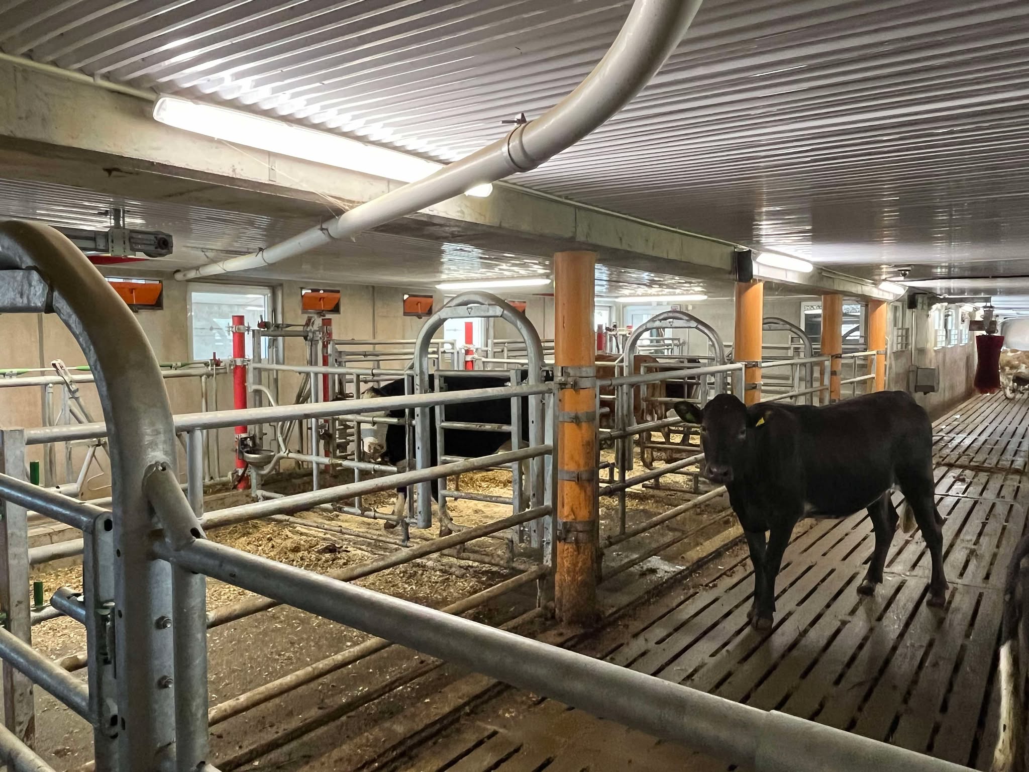 Ammekufjøs hos familien Steinsland i Bjerkreim, mai 2025