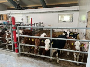 Ammekufjøs med stort maskinrom hos Espen Bjerkreim, mai 2025