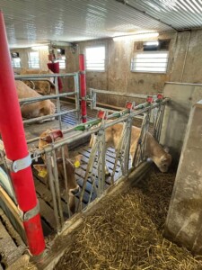 Ammekufjøs hos familien Steinsland i Bjerkreim, mai 2025