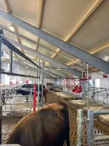 Lely Cosmix hos Gjermund Undheim, mai 2025