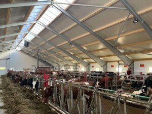 Ammekufjøs med stort maskinrom hos Espen Bjerkreim, mai 2025