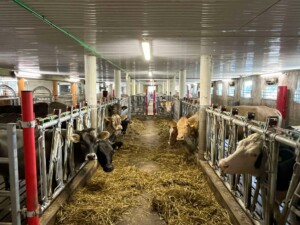 Ammekufjøs hos familien Steinsland i Bjerkreim, mai 2025