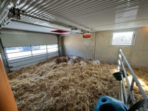 Kalveavdeling med halm hos familien Steinsland i Bjerkreim, mai 2025.