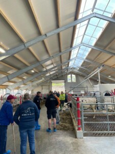 Fjøsåpning hos Tiril Jervidalo og Ole Rasmus Auestad i Noredalen på Sviland, mai 2025