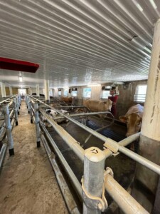 Ammekufjøs hos familien Steinsland i Bjerkreim, mai 2025