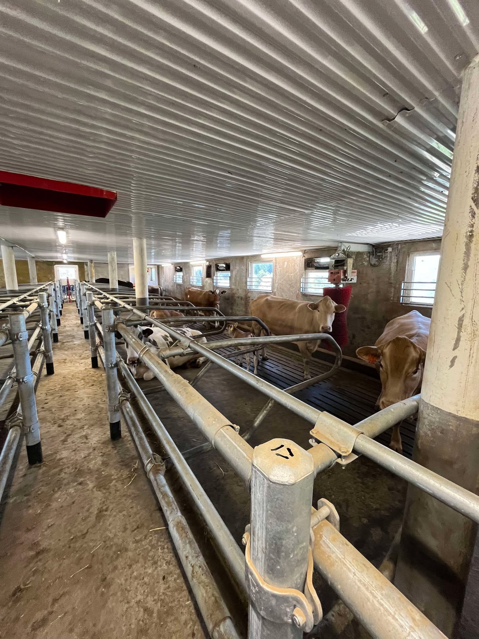 Ammekufjøs hos familien Steinsland i Bjerkreim, mai 2025