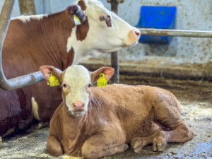 Tommy Gutvik Eriksen. Bardal, 2025