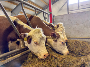 Tommy Gutvik Eriksen. Bardal, 2025