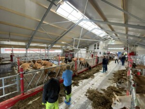 Sveinar Vadla, Hjelmeland 2025