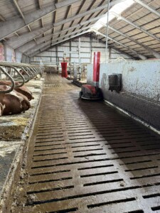 Melkekufjøs hos Vegard Vatne. Tananger, 2025