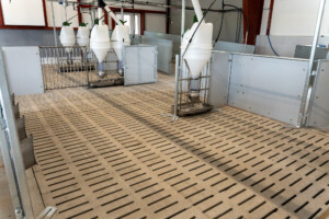 Slaktegrisfjøs hos Oleane og Ole Bjarne Enger. Betongspalt og talleløsning. Tangen 2025