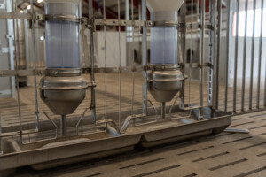 Ekstra mange eteplasser i slaktegrisfjøset hos Oleane og Ole Bjarne Enger. Tangen 2025