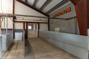 Slaktegrisfjøs hos Oleane og Ole Bjarne Enger. Tangen 2025