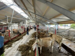 Nytt fjøs og Jersey kyr hos Sveinar Vadla, Hjelmeland 2025