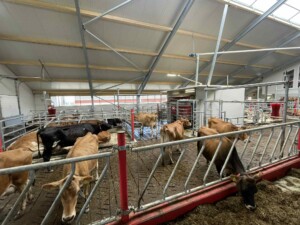 Nytt fjøs og Jersey kyr hos Sveinar Vadla, Hjelmeland 2025